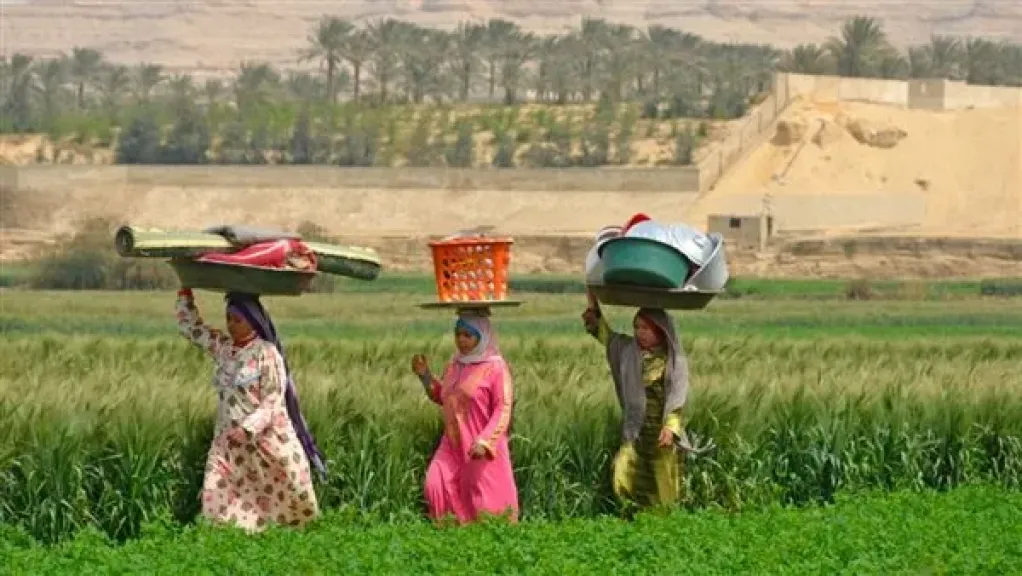 ”الريف المصري”: مشروع المليون ونصف فدان يوفر 250 ألف فرصة عمل