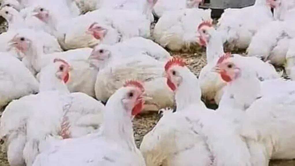 شعبة الدواجن: استمرار خسائر المنتجين قد يعيد الأسعار للارتفاع