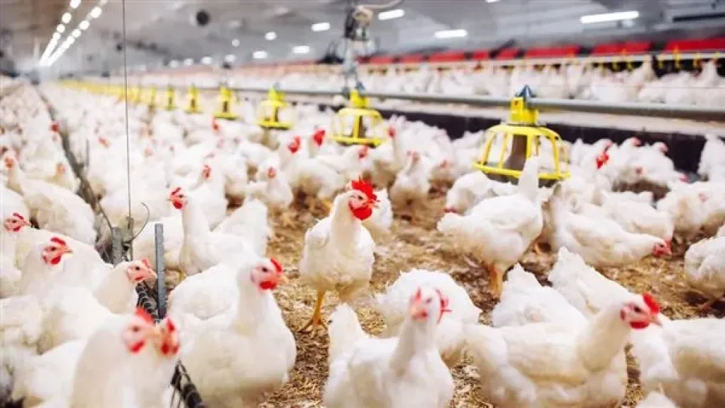 شعبة الدواجن: مستعدون لشهر رمضان وتوصيات بتخزين الكميات أثناء تراجع الأسعار
