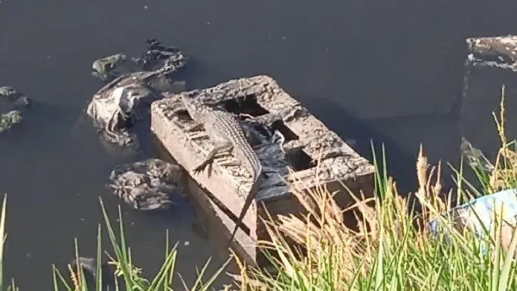 طب بيطري الشرقية يكشف كواليس العثور على تسماح بأحد المصارف