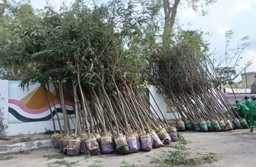 زراعة الأشجار بالمرحلة الرابعة من مبادرة ”100 مليون شجرة” بالدقهلية