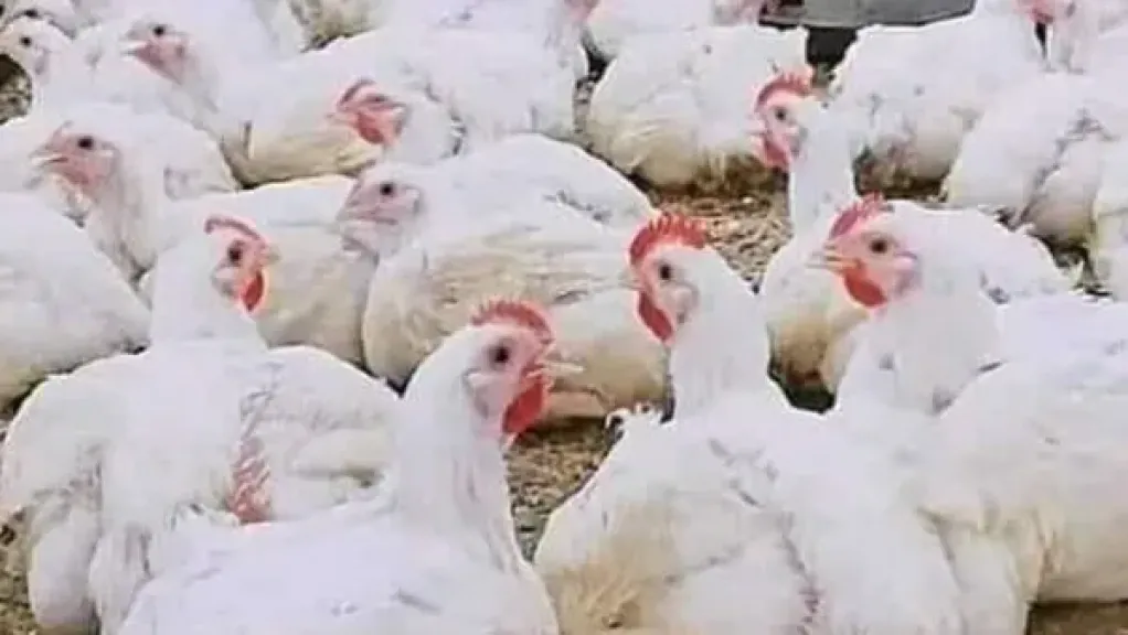 ارتفاع أسعار الدواجن في مصر اليوم السبت