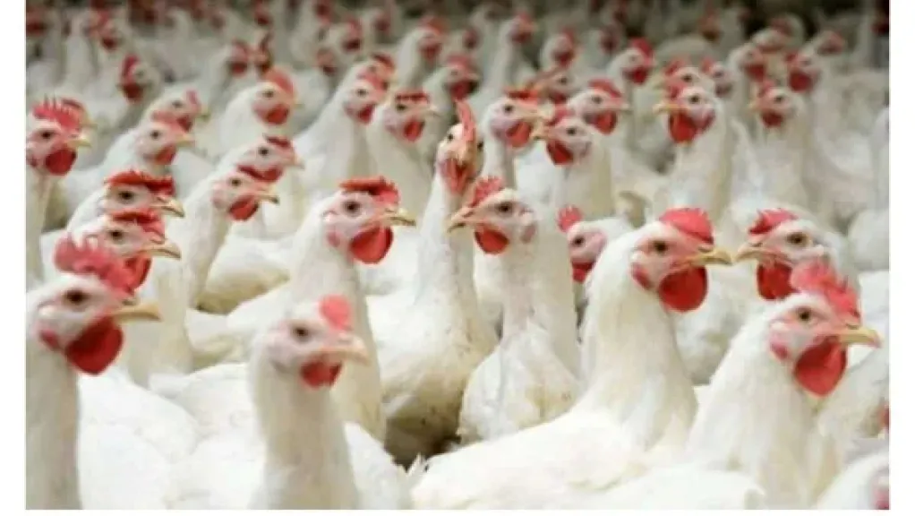 آمنة تمامًا وصالحة للاستهلاك.. الزراعة توضح حقيقة «الفراخ السردة»