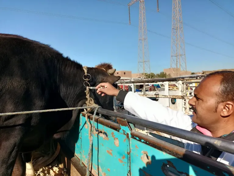 لجان الطب البيطري بالأقصر تفحص الماشية للتأكد بخلوها من الأمراض الوبائية