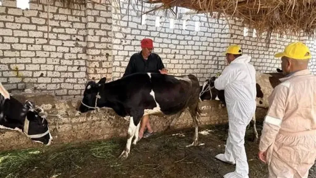 الطب البيطرى: نستعد لمواجهة سلالة جديدة من الحمى القلاعية