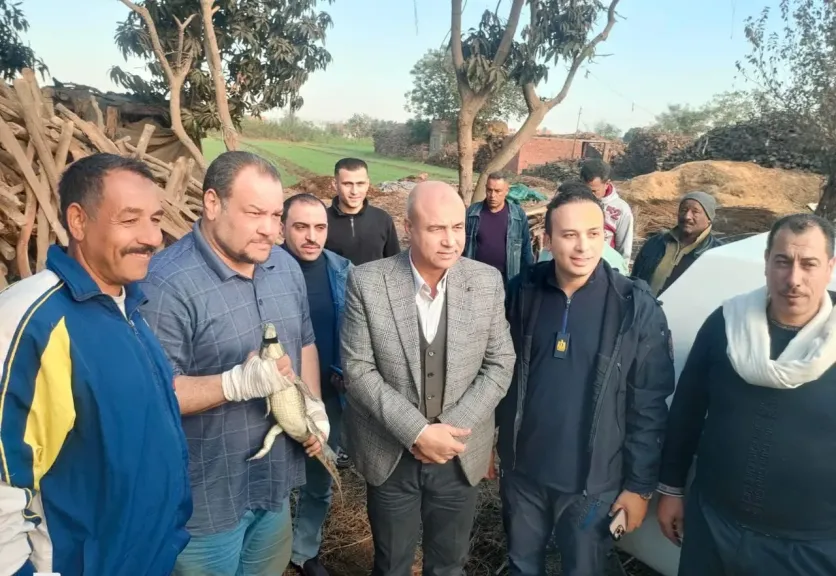 البيئة تنجح فى الإمساك بتمساح مصرف قرية الزوامل بالشرقية