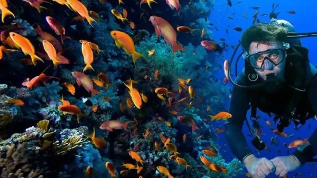 البيئة: ثلاث مواقع غوص صناعية لإنقاذ شعاب البحر الأحمر.. معركة بين الإنسان والطبيعة
