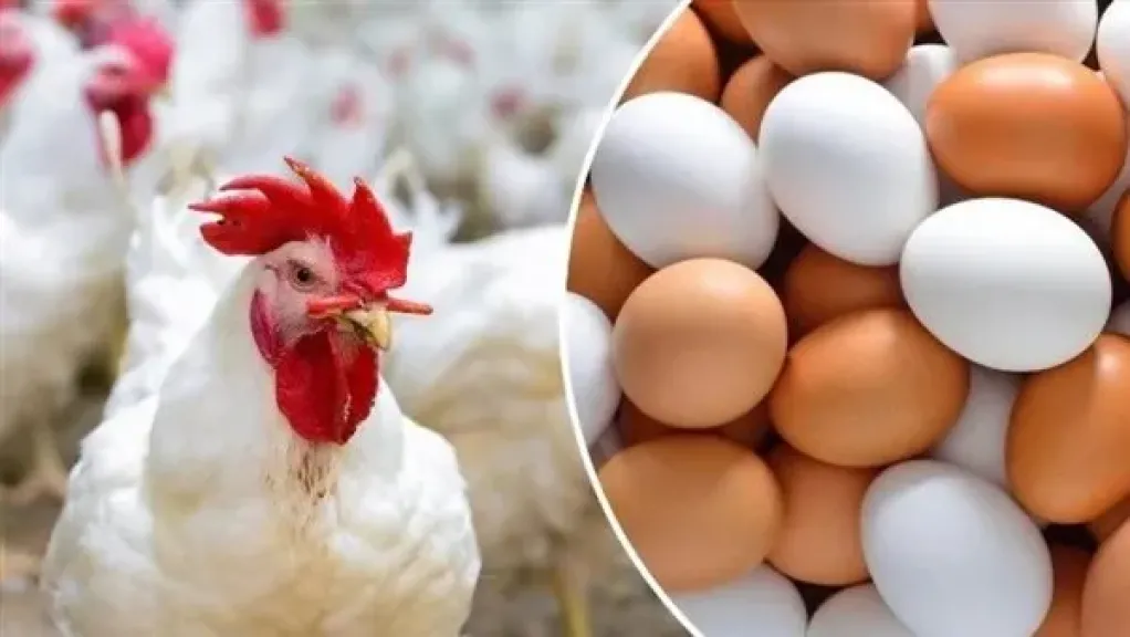 أسعار الدواجن والبيض تشهد هبوطًا كبيرًا اليوم الإثنين