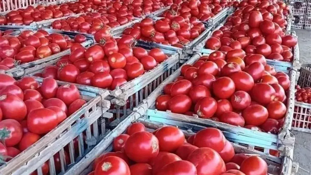 نقيب الفلاحين: انخفاض إنتاجية محصول الطماطم في مصر بسبب ”سوسة الأوراق”