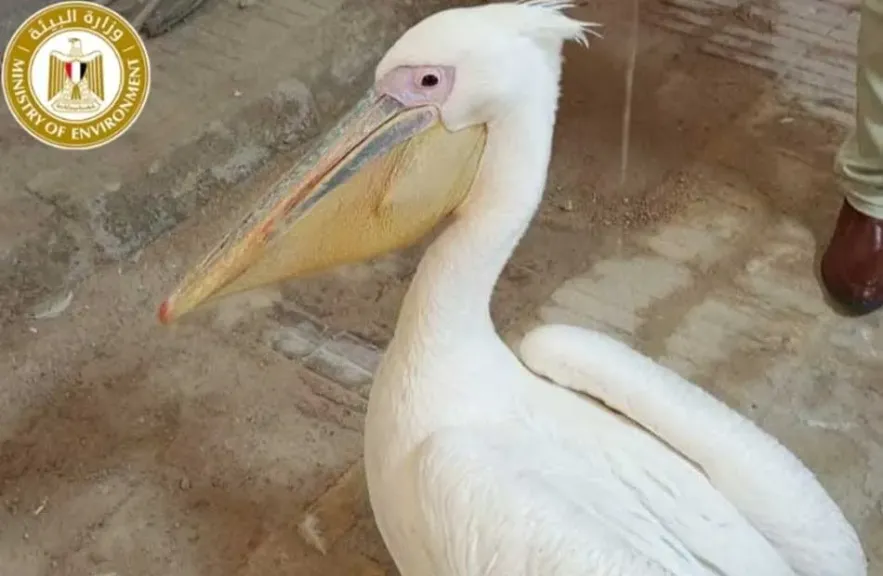 البيئة تصادر طيور البجع من سوق السمك بالإسماعيلية