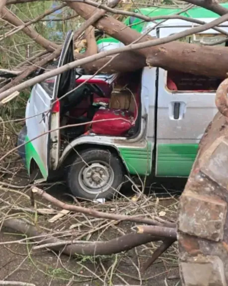 إصابة شخص بكسور إثر وقوع شجرة بمدينة دمنهور بالبحيرة