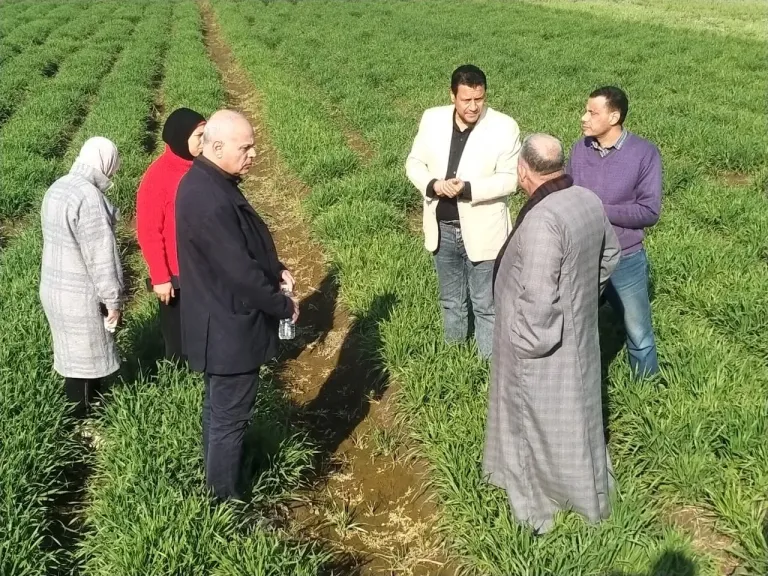 ”الزراعة” تتفقد حقول القمح بجميع المحافظات.. صور