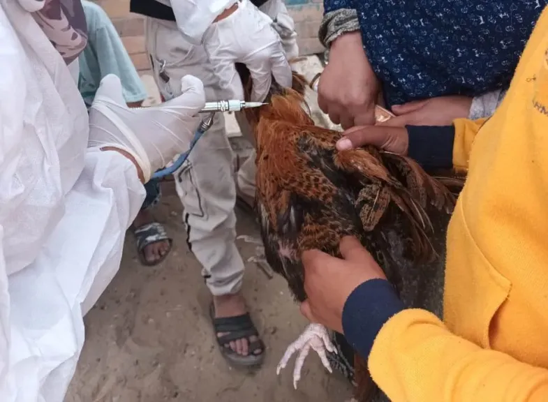 ”الزراعة” تعلن تحصين 1.35 مليون طائر ورفع درجة الجاهزية لمواجهة الشتاء