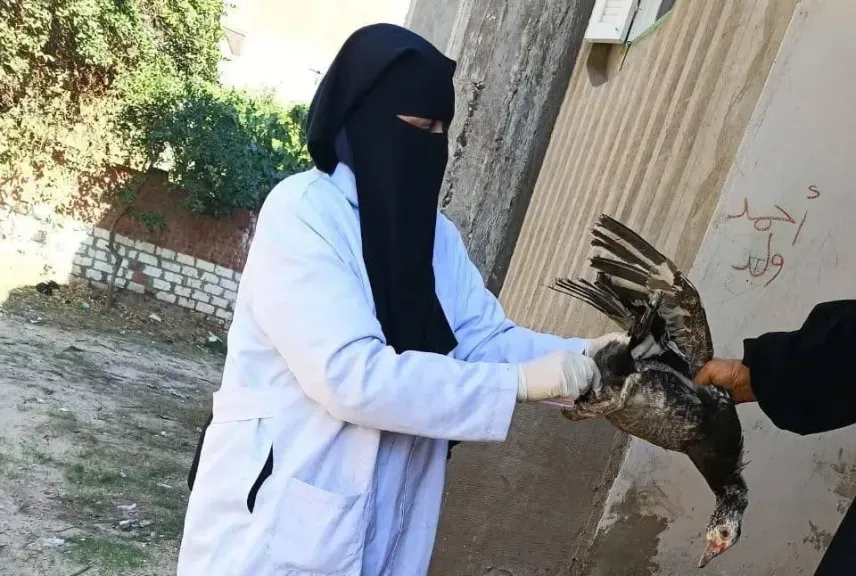 تحصين 110 آلاف و810 طيور ضد إنفلونزا الطيور والأمراض الوبائية بالشرقية