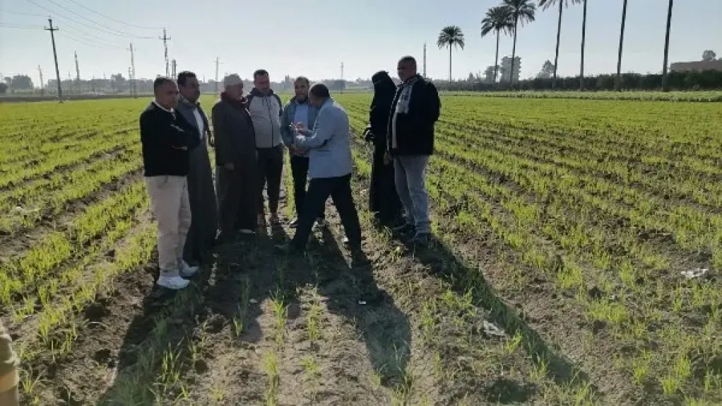 الزراعة تنفذ 15 دورة تدريبية حول مكافحة حشيشة الزمير في محصول القمح