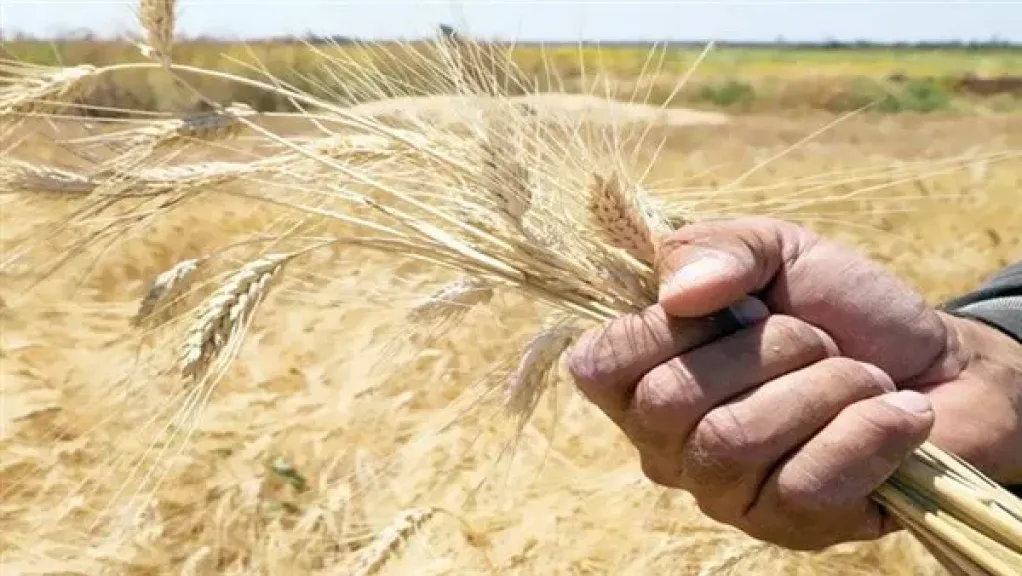 وزير الزراعة: نستهدف رفع إنتاج القمح المحلي إلى 11 مليون طن