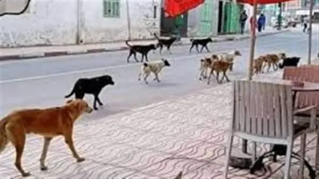 رئيس الخدمات البيطرية: نعتمد على التطعيم في مواجهة كلاب الشوارع.. الأعداد تزيد خلال موسم التزاوج