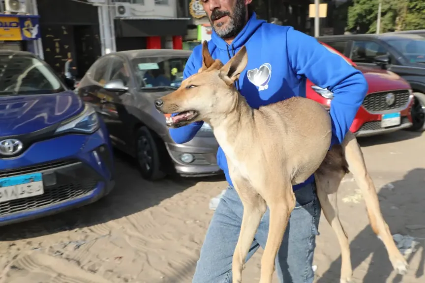 البداية من «عين شمس».. أول تحرك من «الزراعة» بشأن «كلاب الشوارع»|صور