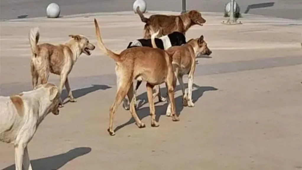 وزير الزراعة يعلق على أزمة الكلاب الضالة