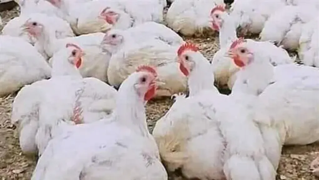 شعبة الدواجن: الاستيراد ليس حلا لارتفاع الأسعار
