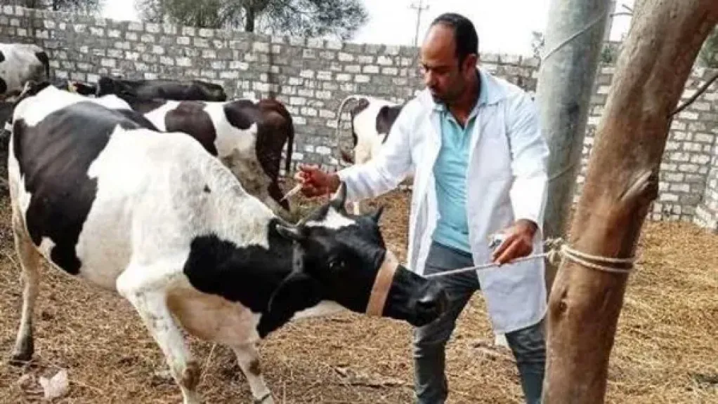 انطلاق الحملة القومية الاستثنائية للتحصين بلقاح الحمى القلاعية المدمج بالقليوبية