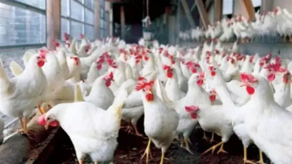 حقيقة ارتفاع أسعار الدواجن نتيجة نقص المعروض