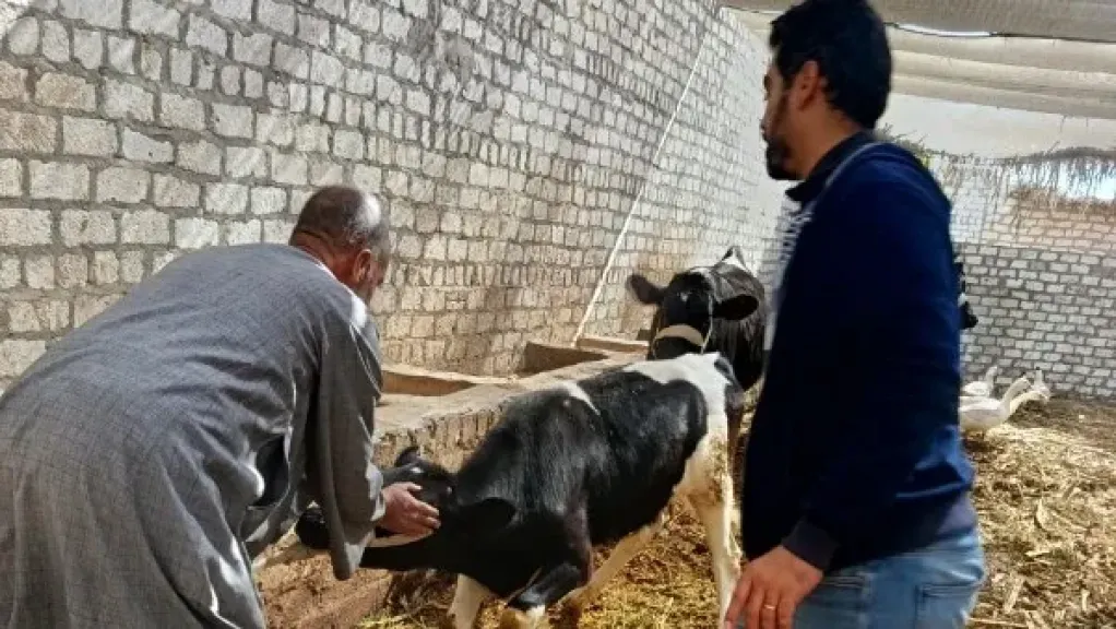 محافظ أسيوط: تحصين 8687 رأس ماشية ضد الحمى لحماية الثروة الحيوانية