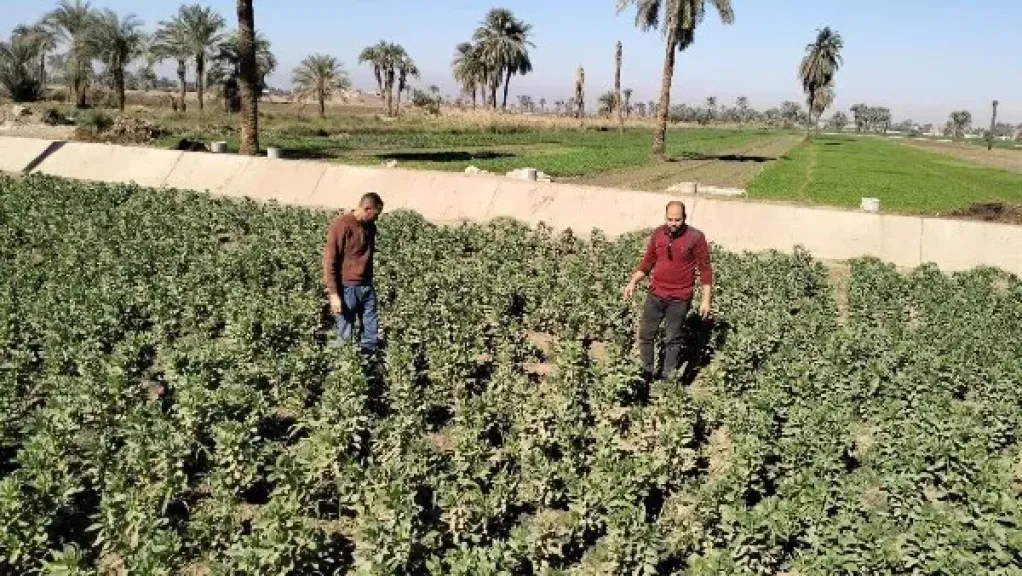 ”الزراعة” تتفقد البرامج البحثية وحقول التقاوي بالبحيرة لمتابعة حالة المحاصيل الشتوية