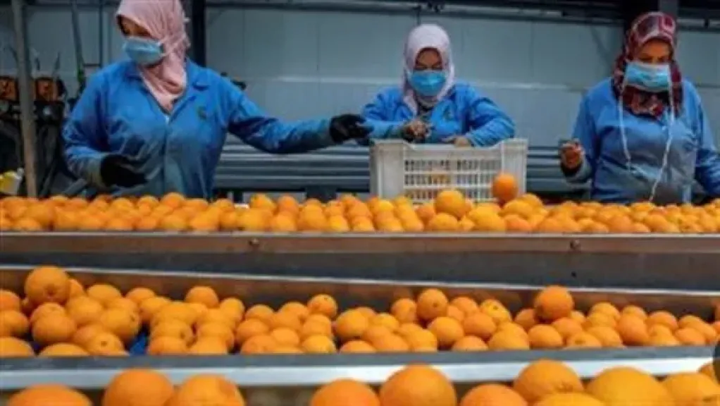 متحدث الزراعة: 2026 عام التحول للصادرات المصنعة وتعظيم القيمة المضافة