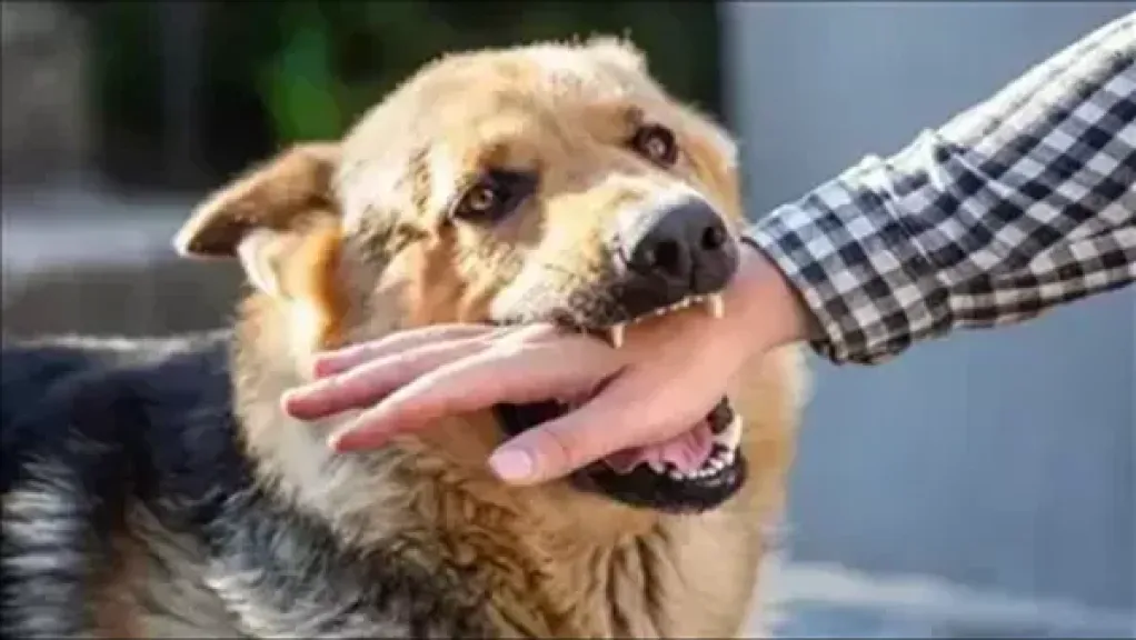 القبض على المتهمين باحتجاز كلب والتعدى عليه بالقاهرة