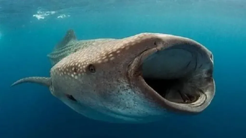 البيئة تكشف تفاصيل صيد القرش «بهلول»: القبض على الصيادين والمتورطون يواجهون المساءلة