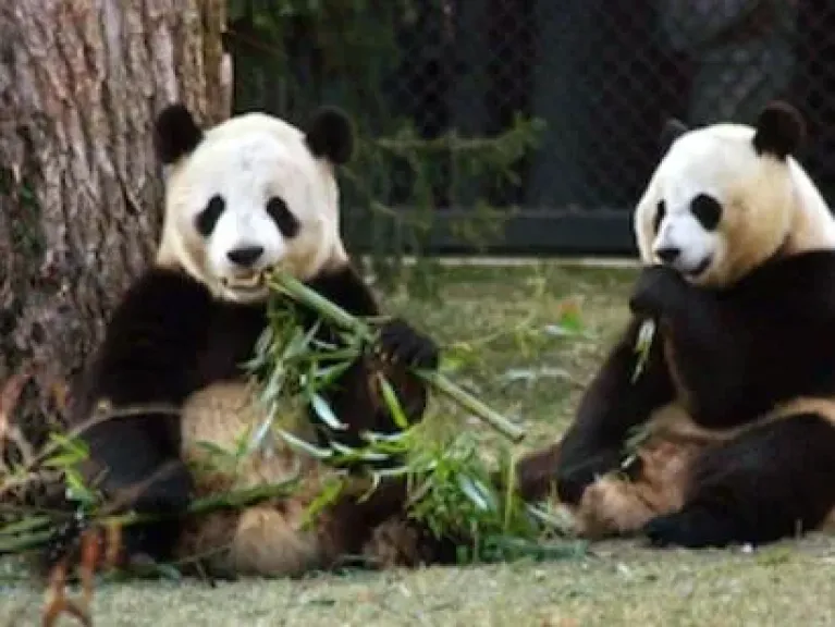 اليابان: اليوم حان موعد رحيل آخر زوجين من الباندا إلى الصين
