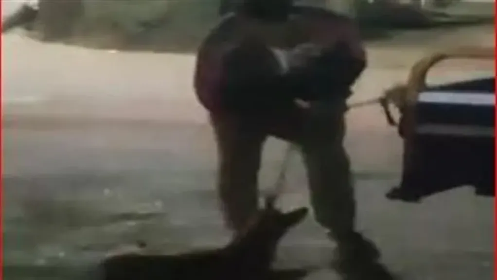 الداخلية تضبط شخص قتل كلبًا بعصا خشبية في الفيوم