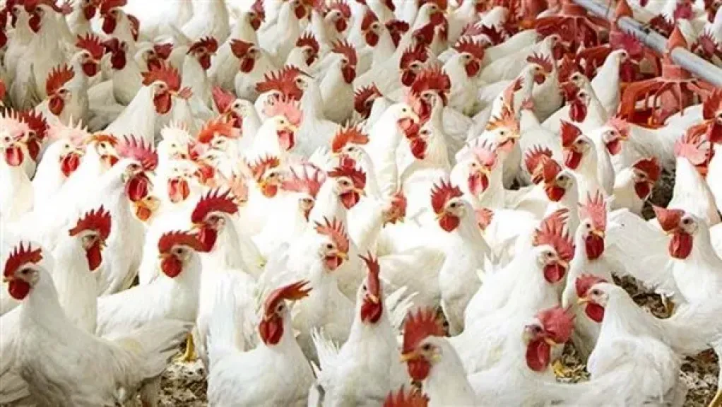منتجي الدواجن: نمنع استيراد المجزءات حفاظًا على الصناعة المحلية والذبح الإسلامي