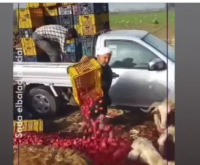 حقيقة فيديو إلقاء الفراولة في الشوارع.. نقيب الفلاحين يكشف التفاصيل