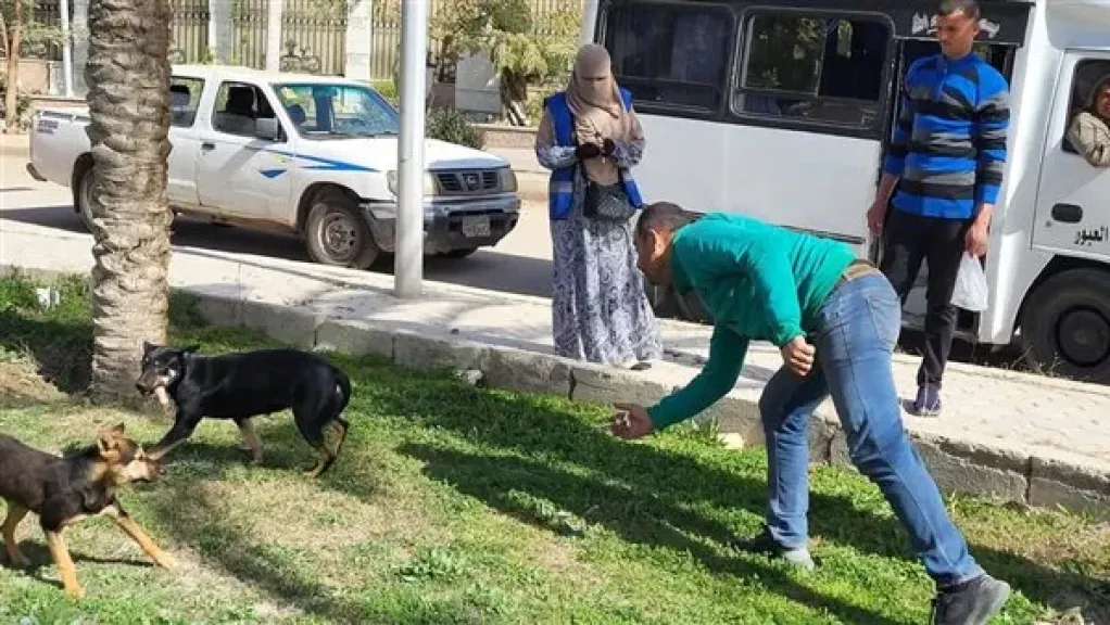 الزراعة تعلن تحصين وتعقيم أكثر من 11 ألف كلب حر منذ يناير
