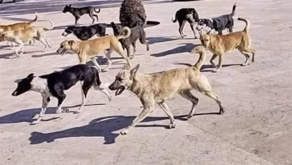 هل تربية الكلاب حرام؟.. باحث في الشريعة الإسلامية يُجيب