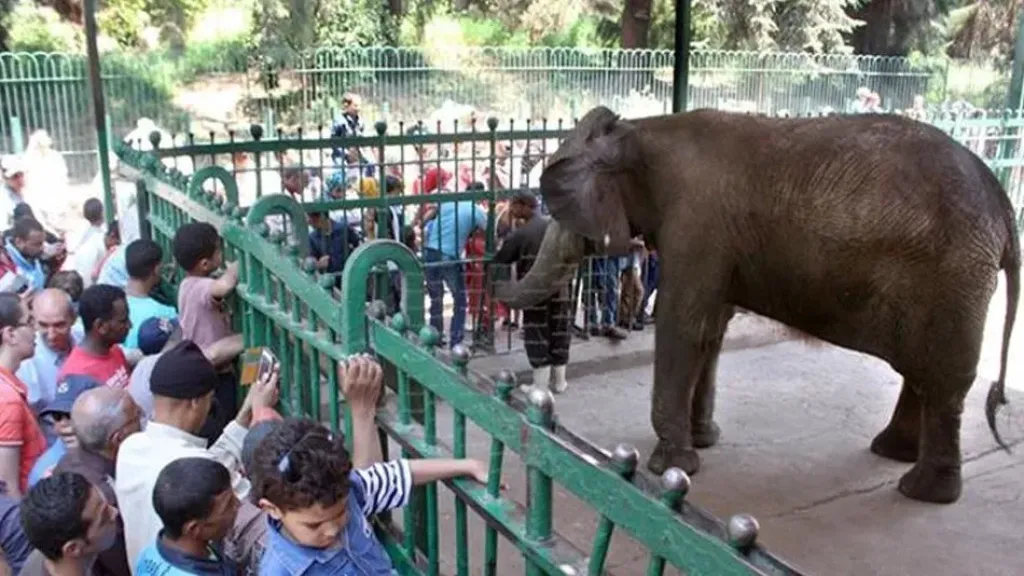 حديقة الحيوان بالجيزة تعلن موعد الافتتاح بعد التطوير الشامل