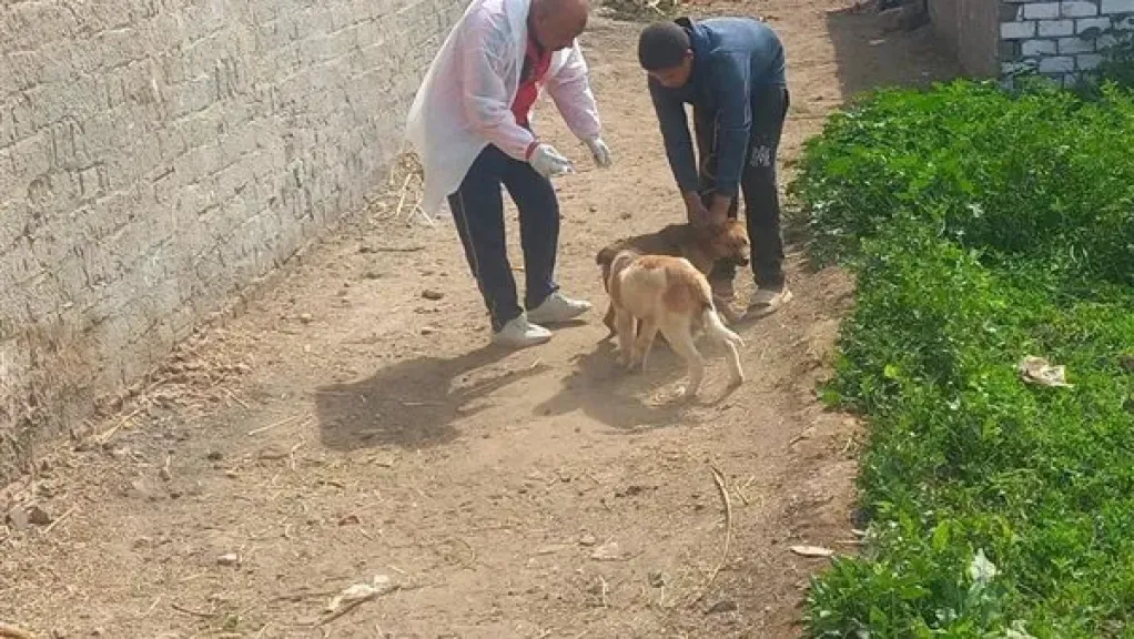الزراعة: تحصين 12,665 كلب حر وتعقيم 1,593 منذ يناير
