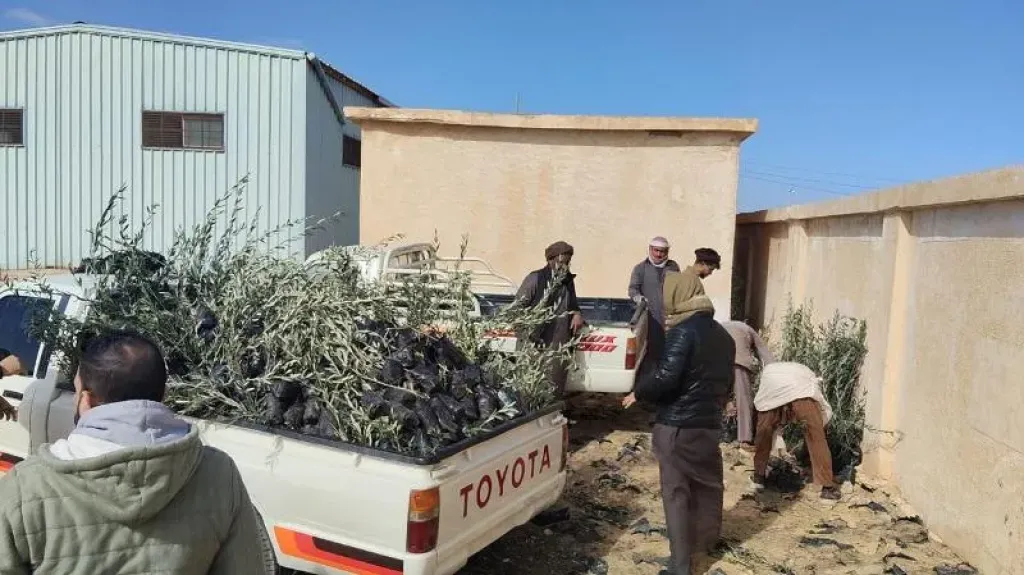 ”الزراعة” توزع 33 ألف شتلة زيتون بالمجان لدعم التجمعات البدوية بمطروح