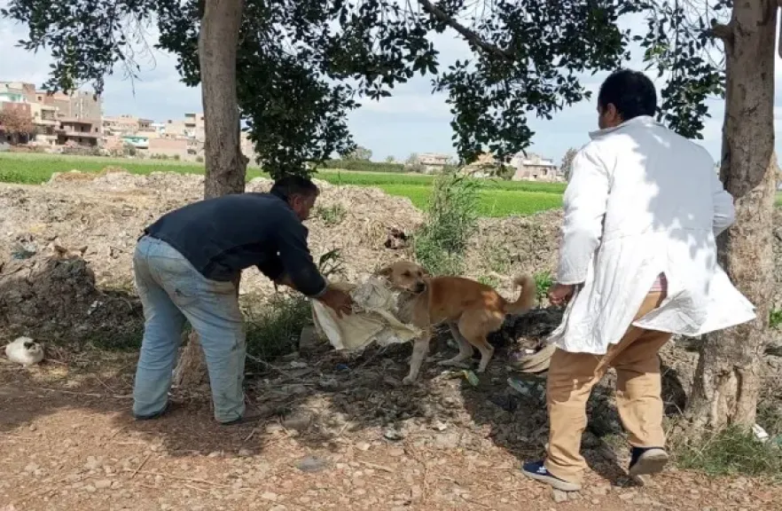 تحصين الكلاب الحرة ضد مرض السعار بالدقهلية