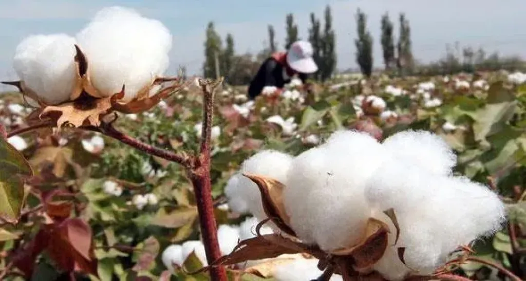 «الزراعة» تعلن خريطة أصناف القطن المعتمدة لموسم 2026