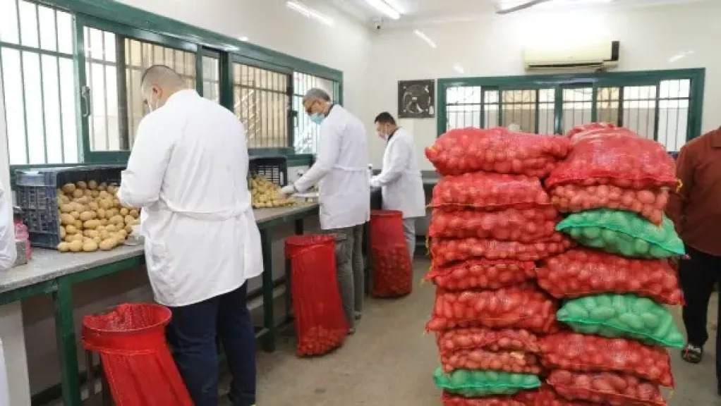 بإجمالي 411 ألف طن.. الزراعة: فحص 290 ألف طن بطاطس مُعدة للتصدير خلال فبراير