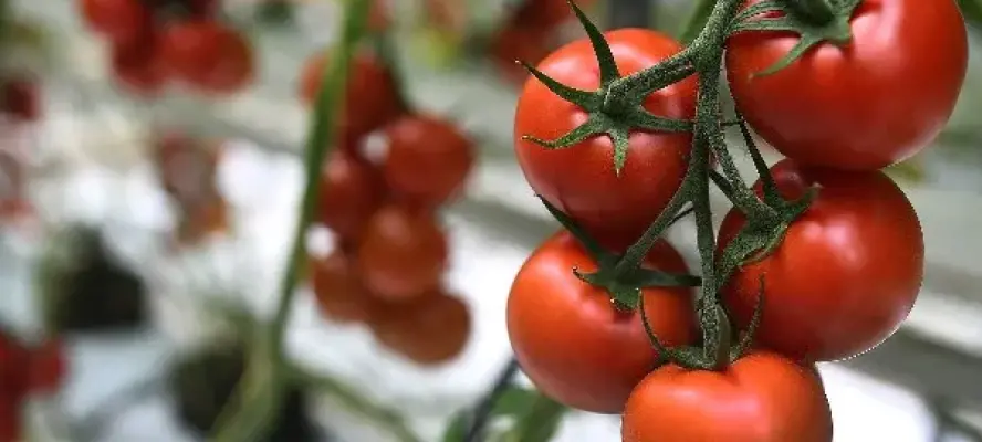 شعبة الخضروات : ارتفاع أسعار الطماطم مؤقت .. وهتنزل قريّب