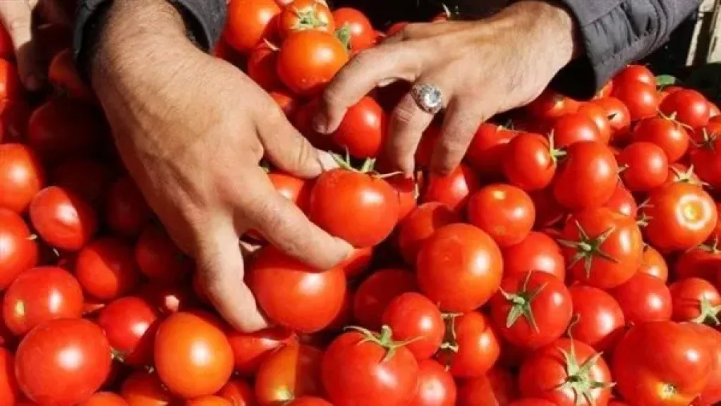 الزراعة تكشف موعد تراجع أسعار الطماطم والسعر المتوقع خلال أيام
