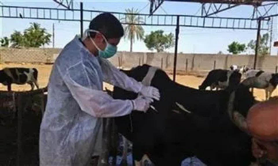 إطلاق الحملة القومية الأولى لـ2026 للتحصين ضد الجلد العقدي بالأبقار وجدري الأغنام لمدة شهر