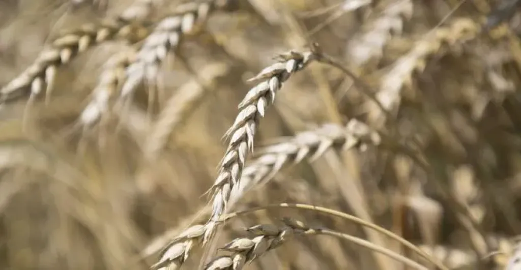 بوتين: نبحث إنشاء مركز للحبوب والطاقة في مصر