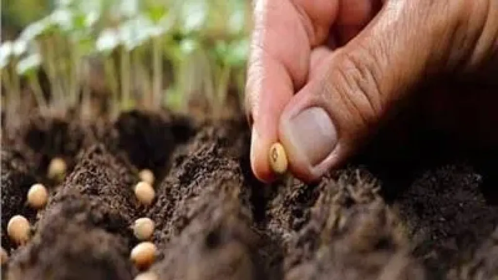 محاولات احتيال.. الزراعة توجه تحذيرا عاجلا من تقاوي مضروبة بالأسواق