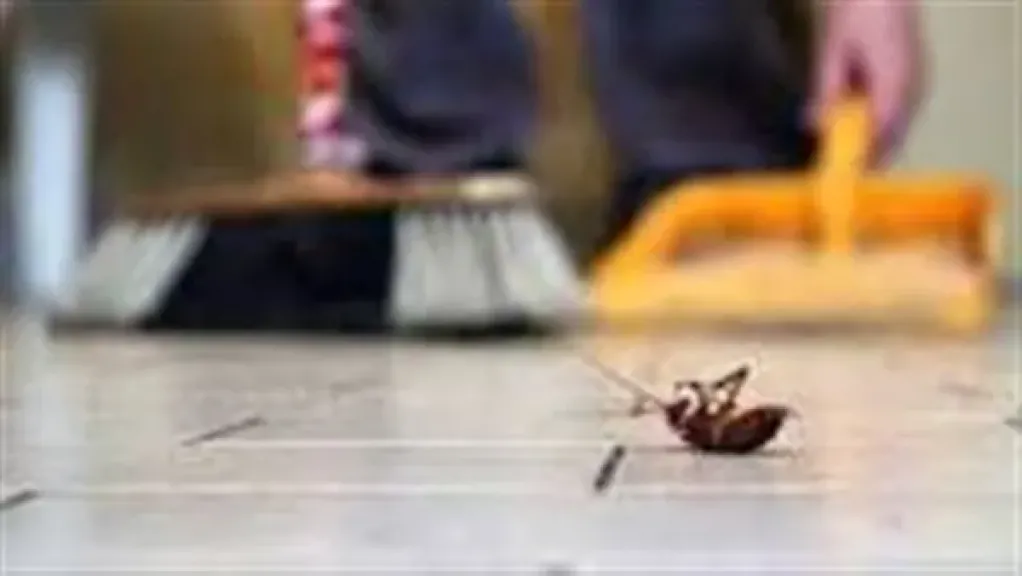 رئيس قسم الحشرات بعلوم القاهرة: النظافة الشاملة بعد العواصف ”ضرورة”.. تحمي من العقارب