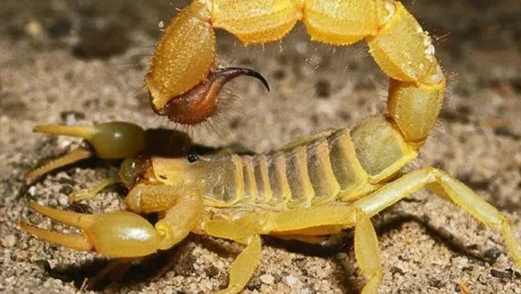 رئيس قسم الحشرات بعلوم القاهرة: النظافة بعد العواصف ”ضرورة”.. تحمي من العقارب